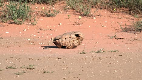 a dead leopard back tortoise shell, upside down in the desert of the kalahari national park of south africa