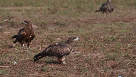 two individuals on the grass then the other flies away to the right and another individual arrives to also go away, black-eared kite milvus lineatus pak pli, nakhon nayok, thailand