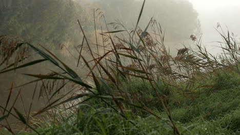 long grass along the embankment of a river on a foggy day