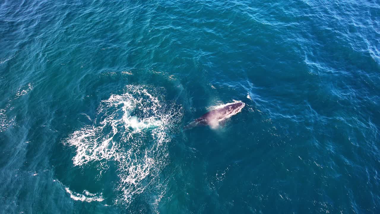 Humpback Whale Swims In Blue Ocean In Gold Coast, QLD, Australia - Drone Shot