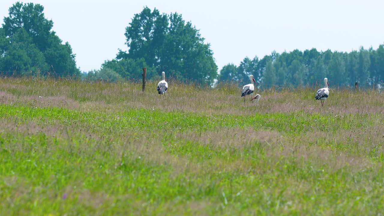 Storks in a Grassy Field