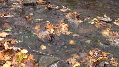 golden autumn leaves flowing past in stream water close up