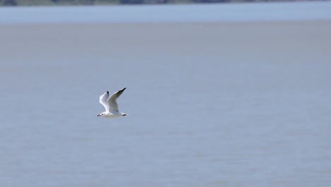 a seagull gracefully flies over calm water