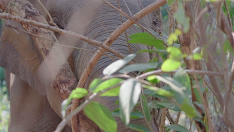 elefante de primer plano extremo comiendo a través de ramas de árboles bosque exuberante en chiang mai