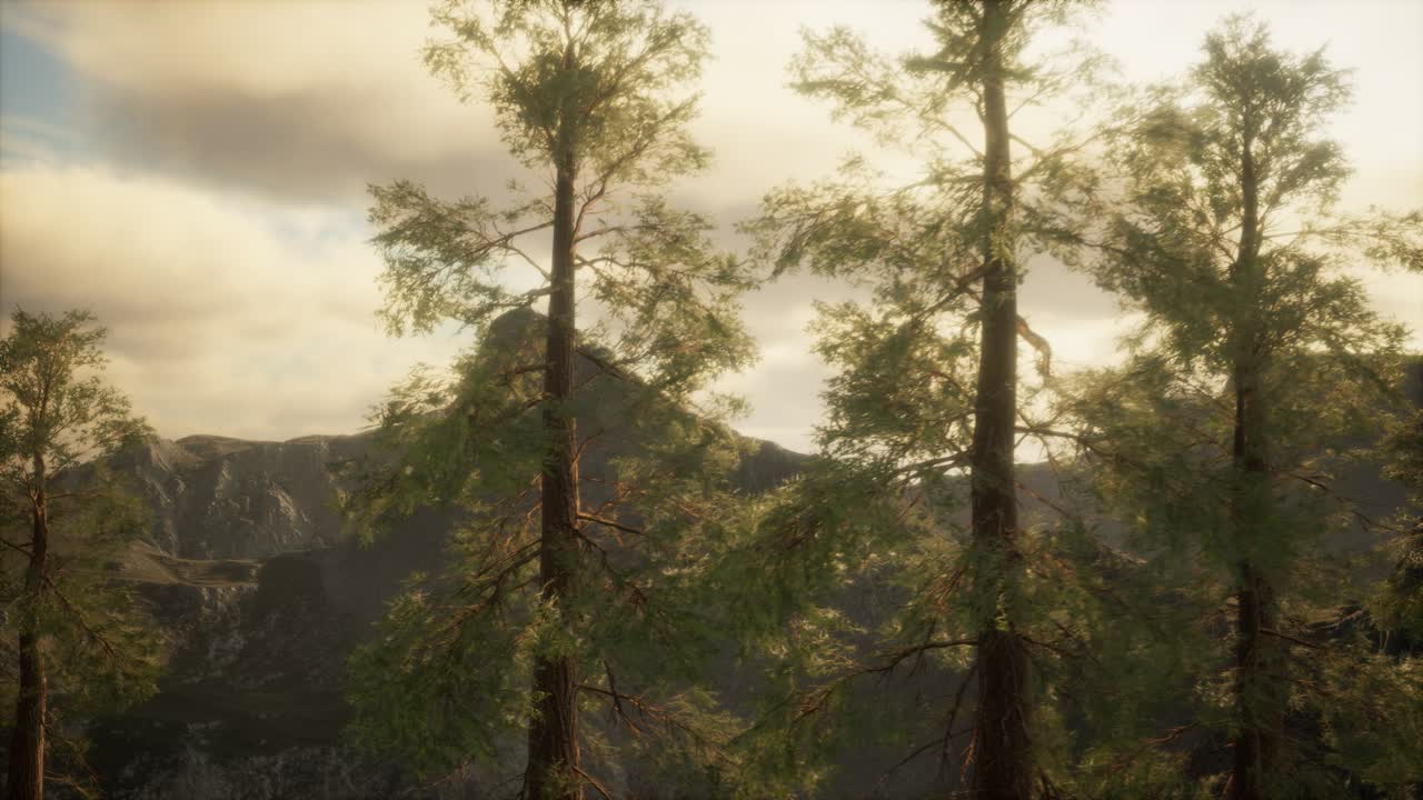 Foresta nebbiosa sul versante della montagna