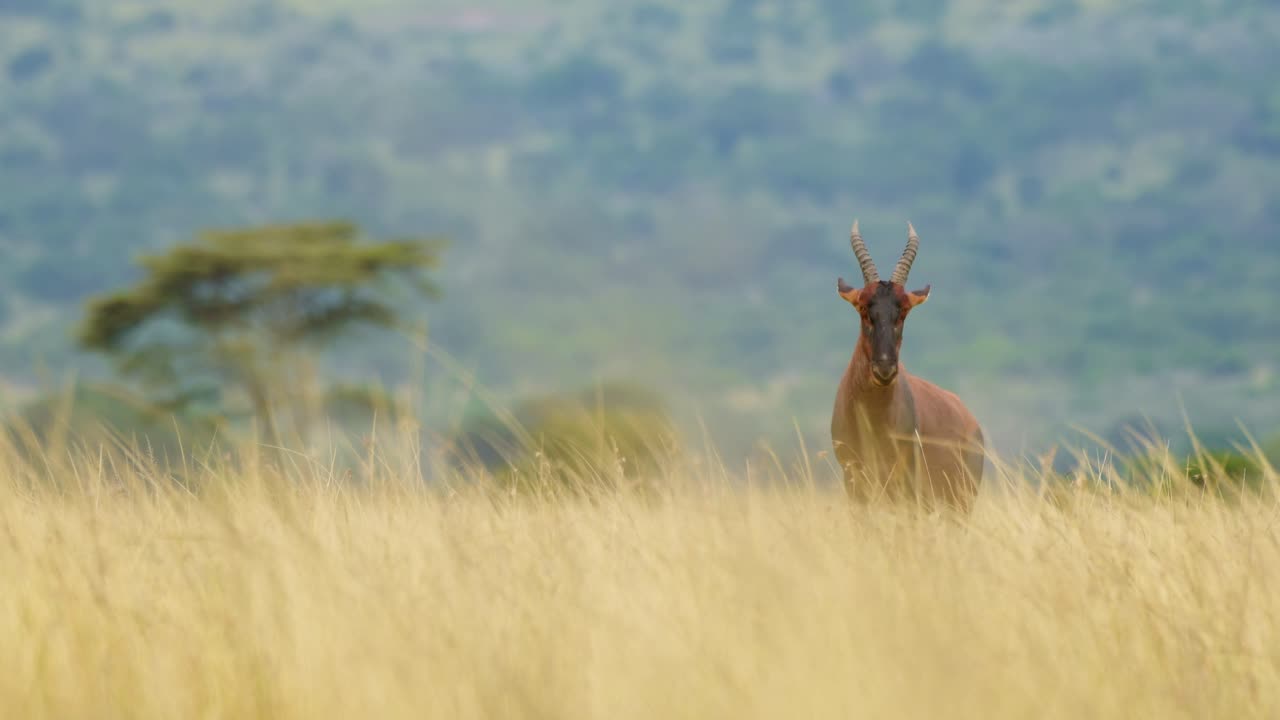 disparo en cámara lenta de un animal de safari de vida silvestre africana en la hierba alta de la sabana exuberante y el bosque de árboles de acacia en el fondo, reserva nacional de maasai mara, kenia, animales de safari de áfrica en masai mara