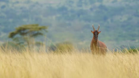 Toma-En-Cámara-Lenta-Del-Animal-De-Safari-De-La-Vida-Silvestre-Africana-En-La-Hierba-Alta-De-La-Sabana-Exuberante-Y-El-Bosque-De-árboles-De-Acacia-En-El-Fondo,-Reserva-Nacional-De-Masai-Mara,-Kenia,-Animales-De-Safari-De-áfrica-En-Masai-Mara