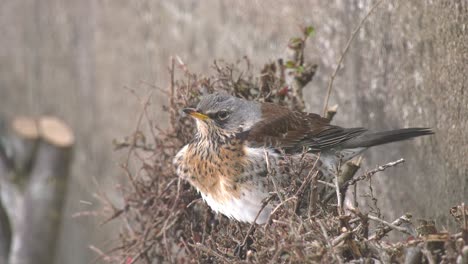 fieldfare de cerca comiendo bayas