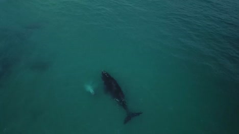 4k-drone-shot-of-whale-and-albino-calf