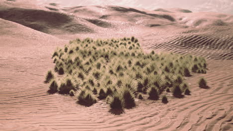 green grass in liwa desert