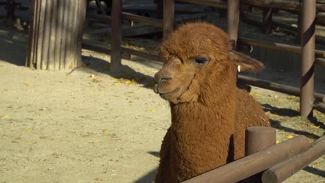 Gesicht-Nahaufnahme-Des-Schönen-Braunen-Alpakas-Unter-Dem-Sonnenlicht---Seoul-Zoo-Im-Seoul-Grand-Park-In-Südkorea