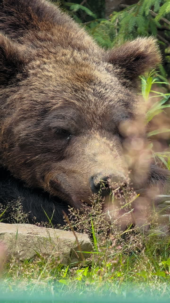 Un primo piano del volto di un orso bruno mentre riposa tranquillamente tra erba alta e fogliame in un