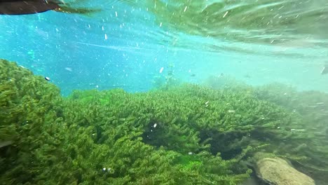 underwater spring with algae