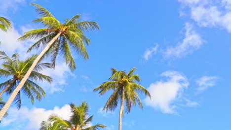 High-angle-of-tops-of-palm-trees-against-a-blue-sky