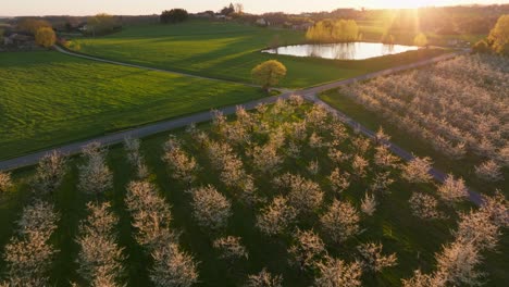 Una-Impresionante-Vista-Aérea-De-Los-Florecientes-Huertos-De-Ciruelos-Durante-La-Puesta-De-Sol-En-La-Pintoresca-Campiña-De-Francia.