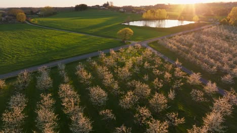 a breathtaking aerial view of blossoming plum orchards during sunset in the picturesque countryside of france