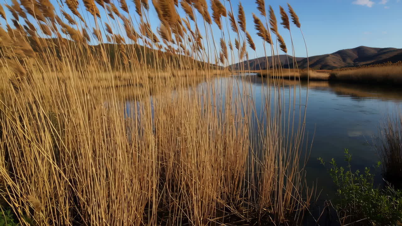 River flowing through reeds in autumn
