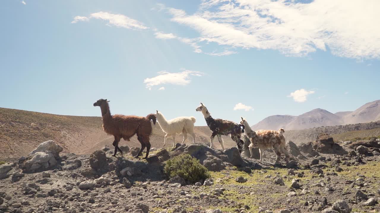 grupo de hermosas llamas en movimiento lento en las tierras altas del desierto de atacama, chile, sudamérica