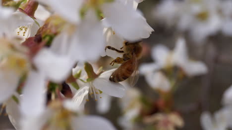 Seitenansicht-Der-Honigbiene,-Die-Nektar-Aus-Einer-Kirschblüte-Sammelt