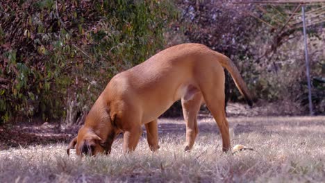 Perro-Buscando-Algo-En-La-Hierba