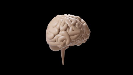 animación de un cerebro humano gris girando sobre un fondo negro