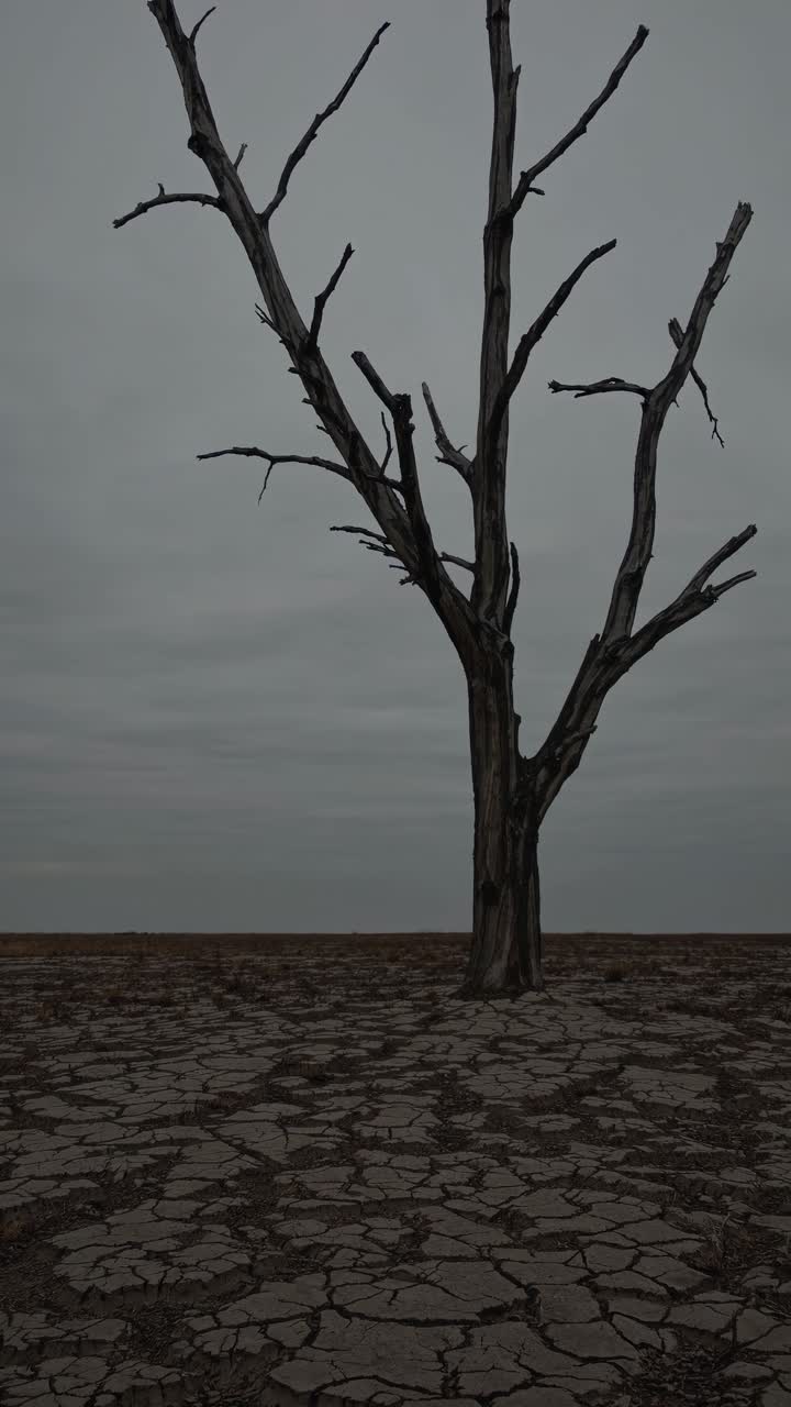 Una drammatica ripresa dal basso di un albero spoglio su terra crepata sotto un cielo nuvoloso.