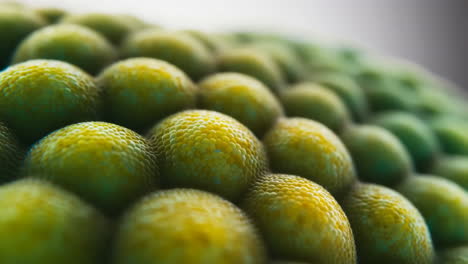 close-up of a bumpy, textured surface