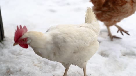 chickens walking in the winter in slow motion