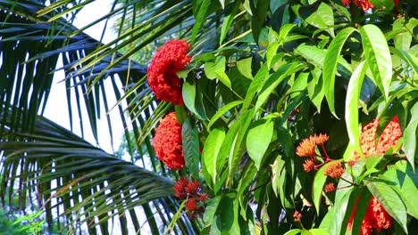 Wunderschöne-Tropische-Vegetation-Mit-Roten-Indischen-Jasminblüten-Und-Palmenblättern-Im-Hintergrund