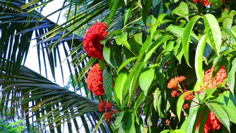 beautiful tropical vegetation with red indian jasmine flowers and palm tree leaves in background