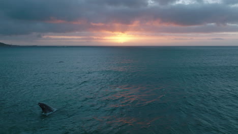 Wal-Gegen-Romantischen-Sonnenuntergang-Durchbrechen.-Abends-Wale-Auf-Dem-Meer-Beobachten.-Spritzendes-Wasser.