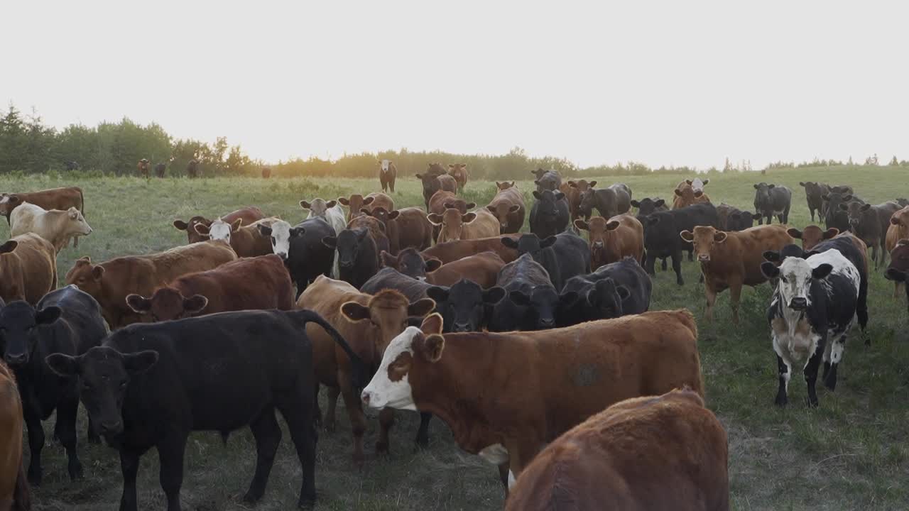 Cattle roam a green pasture at sunset