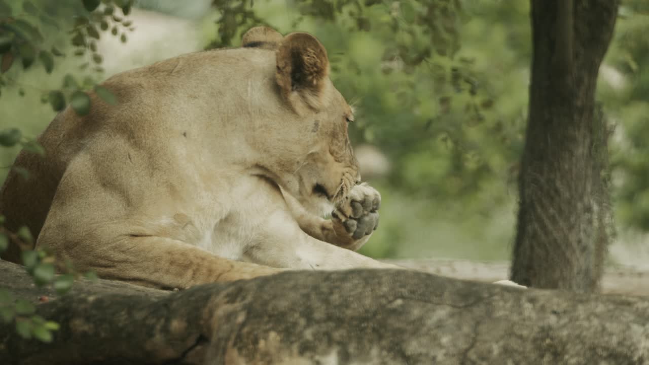 afrikaanse leeuwvrouw onder een boom in de schaduw geniet na een succesvolle jacht