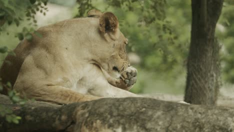 hembra de león africano bajo un árbol en la sombra disfrutando después de una caza exitosa