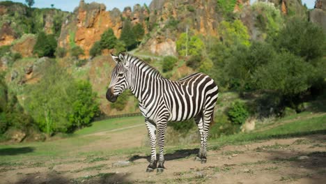 斑馬 (zebra) 是一種動物