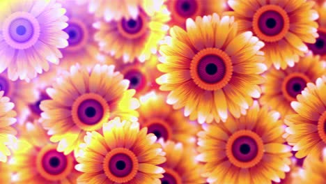 gerbera wall [loop]