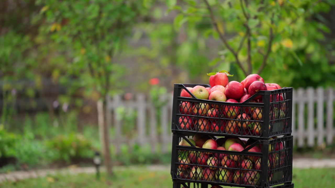 Pile of drawers with apples. Delicious organic fruits in black drawers. Farmer putting the box full with apples outdoors.