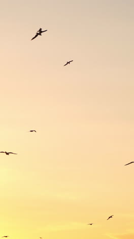 seagulls flying in the sky. seagull flying over the sea in sky during sunset