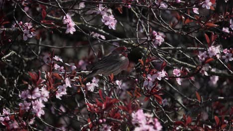 male house finch eating cherry blossom flower petals during springtime in canada