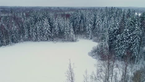 rising forward aerial of snowy field and conifer forest in winter