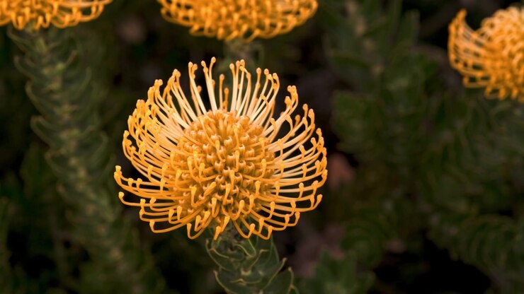 Detailed and textured shot of a beautiful vivid yellow fynbos pincushion protea in full bloom in South Africa