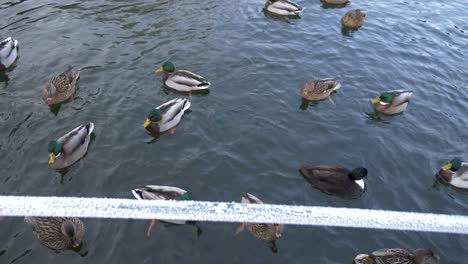 a group of mallard ducks in a pond with a frozen winter pole in front