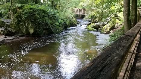 dolly over wooden boardwalk trail to freshwater stream flowing slow motion in rural dense woodland forest