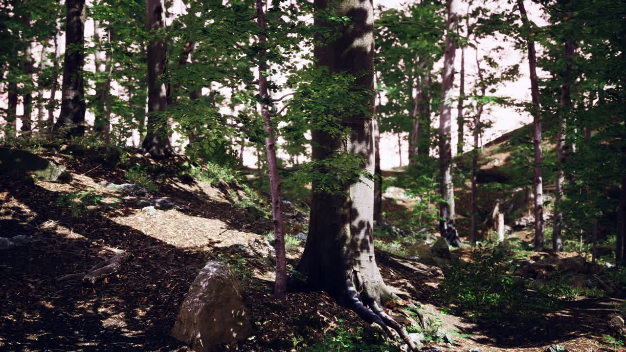 여름에  ⁇ 은 저녁에 모스 지대와 함께 숲 장면
