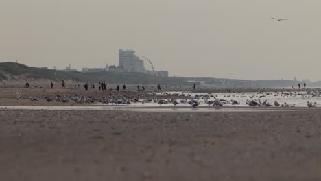 escena de la playa con personas y gaviotas