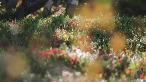 Farbenfrohes-Unterholz-In-Der-Norwegischen-Tundra