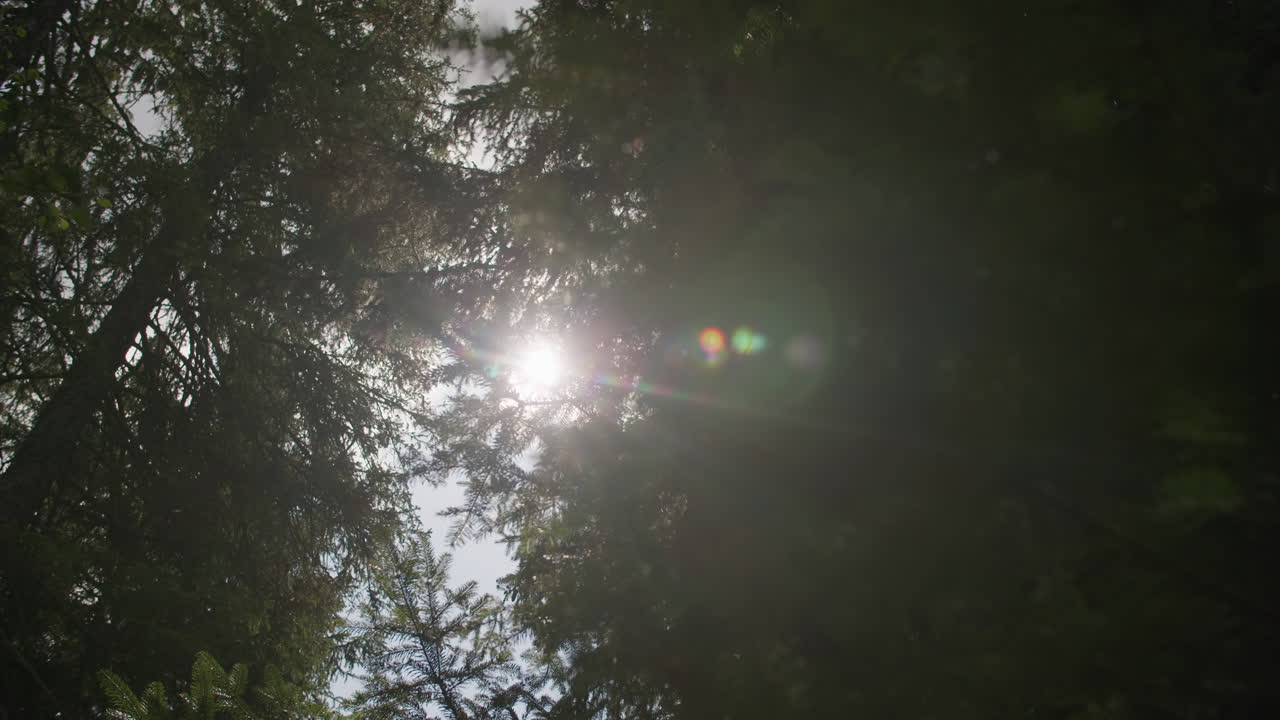 숲의 을 통해 빛이 필터링되는 것