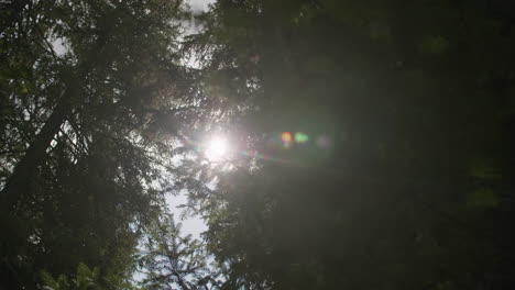 la luz del sol filtrándose a través del dosel del bosque