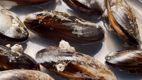 cooking mussels in boiling water