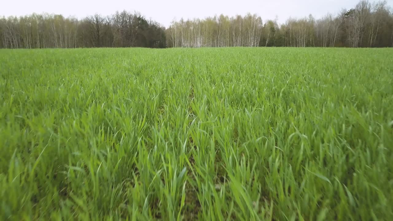 rye field in agricultural local organic farm, drone checking the crops